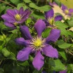 Leave at least 6 inches (15 cm) between each cutting to give them plenty of room to grow. Propagating Clematis How To Propagate Clematis From Cuttings