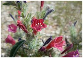 Image result for Ocimum angustifolium