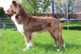 Check spelling or type a new query. Australian Shepherd Wikipedia