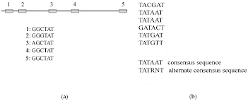 Each of these values will determine the minimum number of characters of their . Symmetry Free Full Text A Modified Median String Algorithm For Gene Regulatory Motif Classification Html