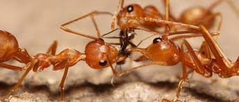 I'm here when you need. The Endless War Between Ants And Termites