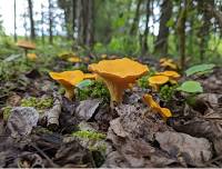 Chanterelles & Wild Edibles: Forage + Tasting