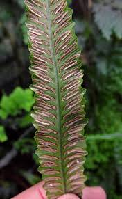 Image result for Deparia