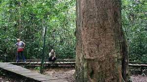 Kayu Ulin Kayu Besi Khas Kalimantan Yang Semakin Langka Kalimantan Pohon Hutan Hujan