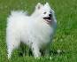 Japanese Spitz Dog Breed Information and Pictures
