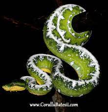 Amazon Basin Emerald Tree Boa Pet Snake Reptiles And Amphibians