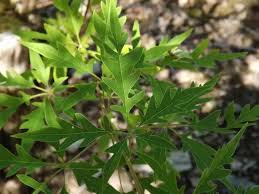 Image result for Vigna heterophylla
