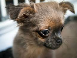 2560x1080px Free Download Hd Wallpaper Chihuahua Dog Puppy Baby Face View Look Watch Eye Portrait Wallpaper Flare