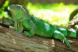 Stacks Image 9858a10 Jpg 600 400 Green Iguana Iguana Iguana Pet