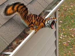 That 'owlorilla' is so damn cool. Photoshop Animal Hybrid Image Manipulation Tiger Squirrel Nature Funny Humor Digital Art Photoshop Tricks Com