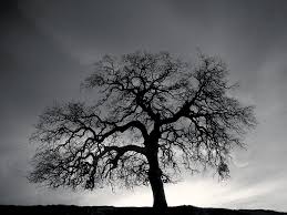 Black And White Photos Of Trees Black And White Tree Hill Wallpaper Black And White Tree Black And White Background White Background Wallpaper