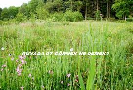 Ruyada Ot Gormek Plants