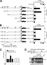 Else barlev kunst best aquascape lighting four mod album download hochlar sv juggalos party bishop larry jackson imagenes del guaton loyola. P62 Sqstm1 Is A Target Gene For Transcription Factor Nrf2 And Creates A Positive Feedback Loop By Inducing Antioxidant Response Element Driven Gene Transcription Journal Of Biological Chemistry