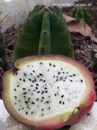 These are most cacti species can be propagated from seeds. Cereus Peruvianus Peruvian Apple Cactus Seed Herbalistics