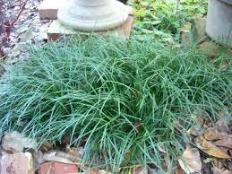 Image result for Ophiopogon