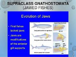 These processes are highly similar among all vertebrates, which suggest the existence of evolutionary conservation of the building plan of the heart. Superclass Gnathostomata Gnathostomes Jawed Fishes Gnathostomes Or