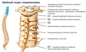 Lechenie Nestabilnosti Shejnogo Otdela Pozvonochnika V Krasnodare Adresa Ceny Otzyvy Polikliniki Santal V Krasnodare Vrachi Zapis Stoimost