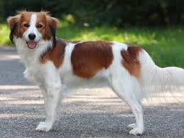 Overall, nederlandse kooikerhondje is a healthy breed. 8 Kooikerhondje Ideen Hunde Kooikerhondje Welpen Haustiere