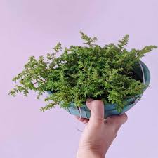 Image result for Pilea microphylla