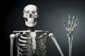 You Ll Never Have As Many Bones As You Did At Birth And Other Strange Skeleton Facts