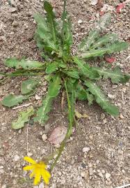 Image result for Crepis urundica