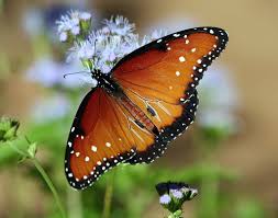 Mariposa Reina (Danaus gilippus) · iNaturalist Panamá