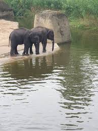 Bilder zoologischer garten köln jetzt beim testsieger holidaycheck 268 zoologischer garten köln bilder anschauen und günstige hotels für ihre köln reise finden. Zoologischer Garten Kolner Zoo 78 Bewertungen Koln Riehl Riehler Strasse Golocal