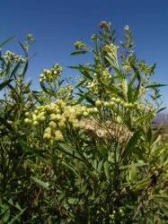 Image result for Nidorella ivifolia