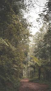 One who is fond of forest or forest scenery; Nemophilist Adalah A Lost Nemophilist A Haunter Of The Woods