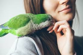 The smell of paint, glue and other chemicals are hazardous to your bird. Do Parakeets Recognize Their Owners All About Parrots