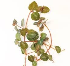 Image result for Pilea rivularis