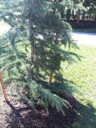 Maybe you would like to learn more about one of these? Kashmir Deodar Cedar With Branches Bent
