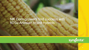 Nk Corn Seeds Syngenta Us