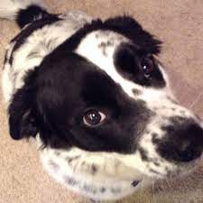 May 21, 2021 · 14 black and white dog breeds 1. Spotty Dog Spotty Dog Dog Mixes White Dogs