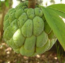 Image result for Annona squamosa