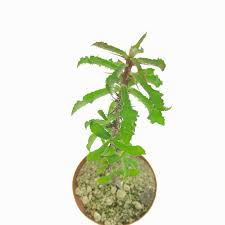 Image result for Monadenium crenatum