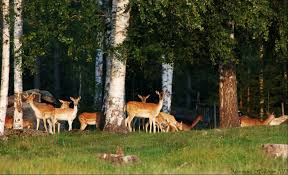 Kronhjorten, eller kronviltet som det ofta kallas, hålls av många som det absolut förnämsta högviltet. Att Locka Dovhjort Borntohunt Alexandra Hellstrom
