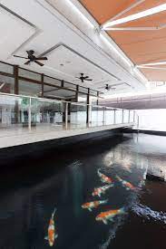 I often heard people say koi only grow to a certain size based on how large your pond is. A Short History Of And Five Principles For Designing Koi Ponds Bluprint