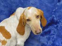 If you are unable to find your companion in our dogs for adoption sections, please consider looking thru the directory of rescue organizations, to see if they have any current dogs for adoption listings. Howard Oregon Humane Society Retriever Puppy Dog Adoption Pet Adoption