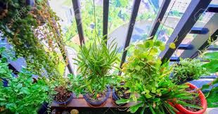 Estas plantas colgantes de sol necesitan recibir luz solar y riegos frecuentes. Plantas Balcon Colgantes Aunque Hay Plantas Que Necesitan Menos Luz Intenta Siempre Colocarlas Cerca De La Ventana Balcon O Galeria Voodoking Wallpaper