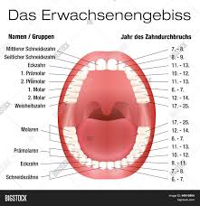 Teeth Names Eruption Vector Photo Free Trial Bigstock