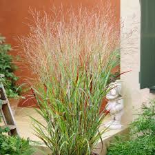Image result for Panicum chionachne