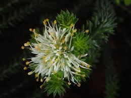 Image result for Thamnosma rhodesica