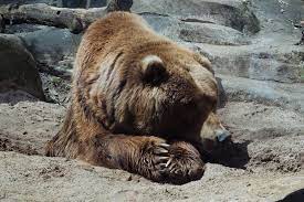 Lately scientists have observed that summers in the arctic appear to be longer than winters probably due to the global warming. How Long Do Bears Hibernate Yellowstone Bear World Yellowstone Bear World