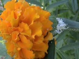 According to data gathered by nerdwallet, an average mri scan costs $2,600. Horticulture Flower Crops Marigold