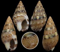 Image result for Trichilia prieuriana