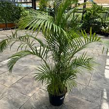 Image result for Chamaedorea seifrizii