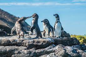 Unpaired males may however moult during the breeding period. Galapagos Penguins The Archipelago S Snazziest Species