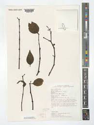 Image result for Scorodophloeus fischeri