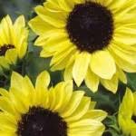 Jual bunga plastik artificial artifisial palsu matahari grosir. Cara Menanam Bunga Matahari Dalam Pot Sae Garden